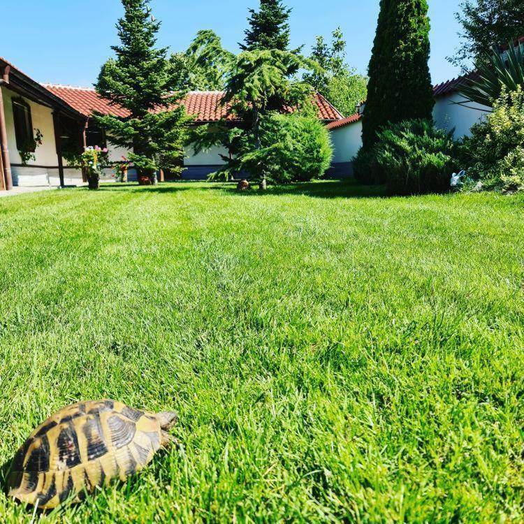 Хотелски Комплекс Копитото Tamarino Exterior foto