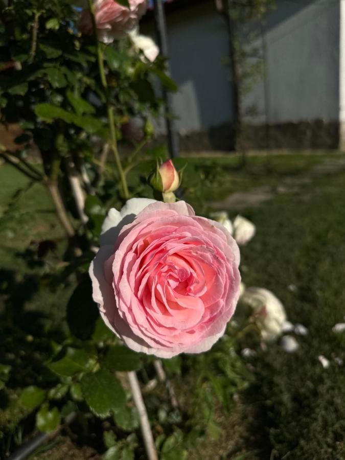 Хотелски Комплекс Копитото Tamarino Exterior foto